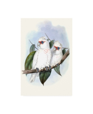 Trademark Global John Gould Pastel Parrots Iv Canvas Art In Multi