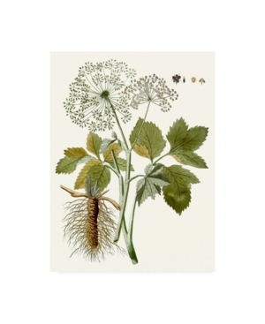 Trademark Global Unknown Lacy Leaves Iv Canvas Art In Multi