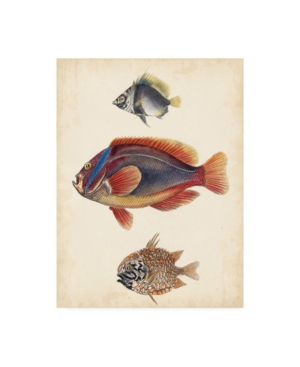 Trademark Global Unknown Antique Fish Species Iv Canvas Art In Multi