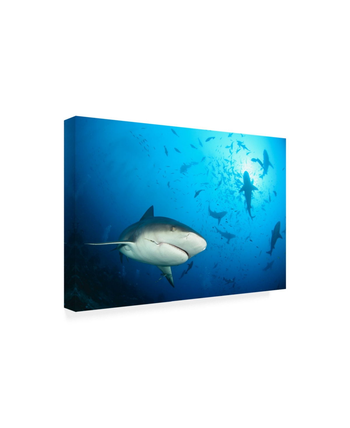 Alexander Safonov Beqa Shark Labs Canvas Art -