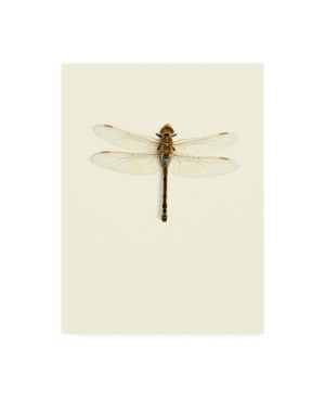 Trademark Global Incado Dragonfly I Canvas Art In Multi