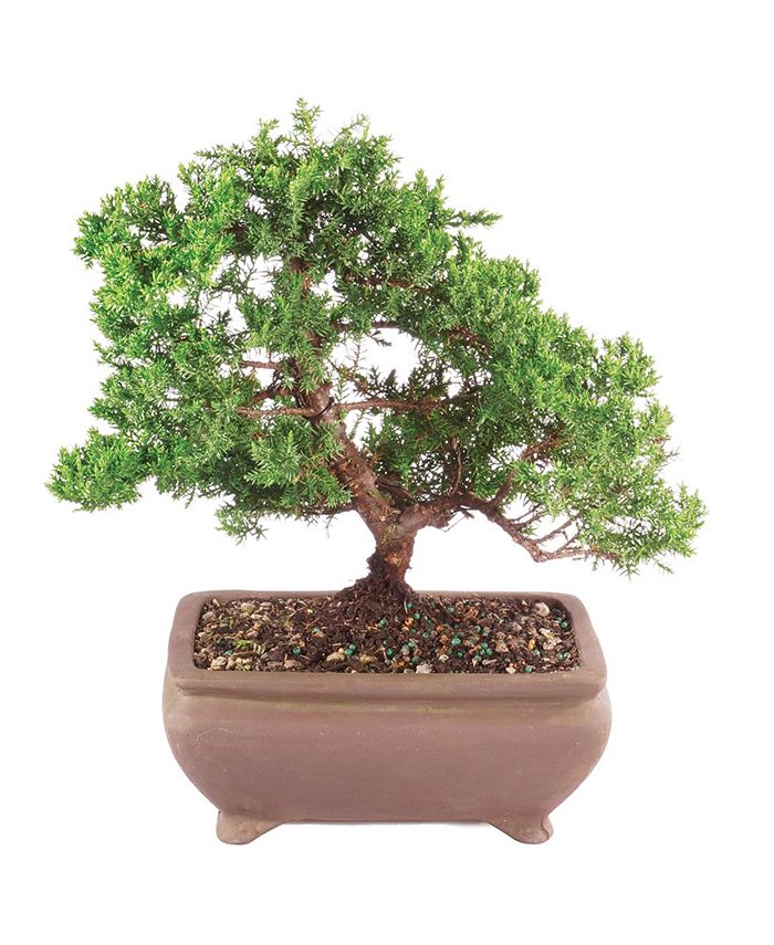 Green deals mound juniper