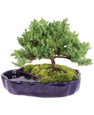 Brussel's Bonsai