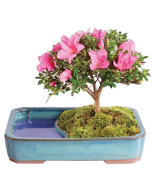 Brussel S Bonsai Brussels Bonsai Satsuki Azalea Bonsai In Water Pot Reviews All Botanicals Home Decor Macy S
