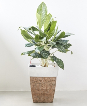 Vifah Martha Square Wicker Smart Self-Watering Planter