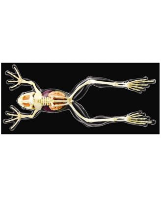 4D Vision Full Skeleton Frog Model
