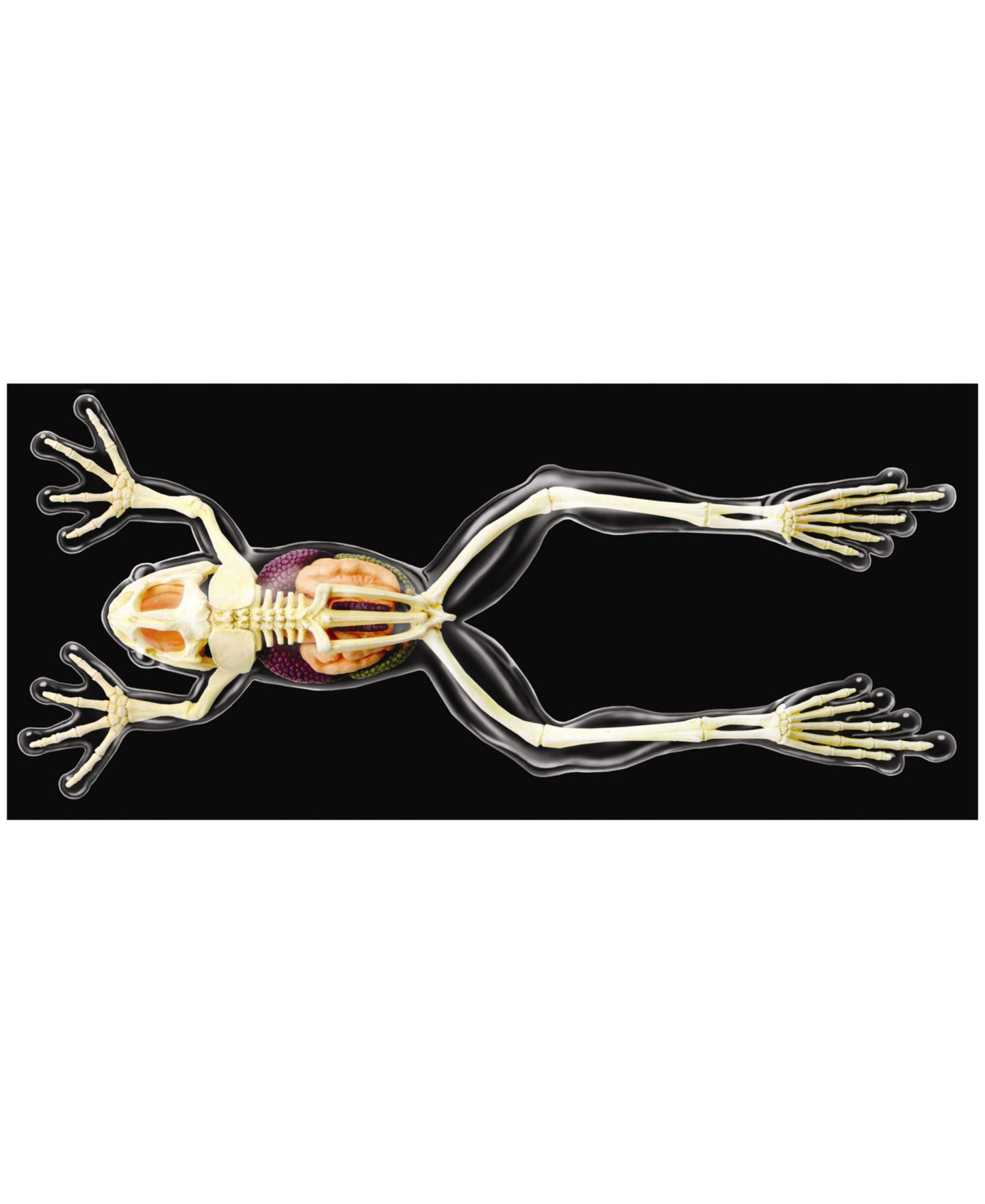 Детские игрушки 4D Master 4D Vision Full Skeleton Frog Model — фото 2