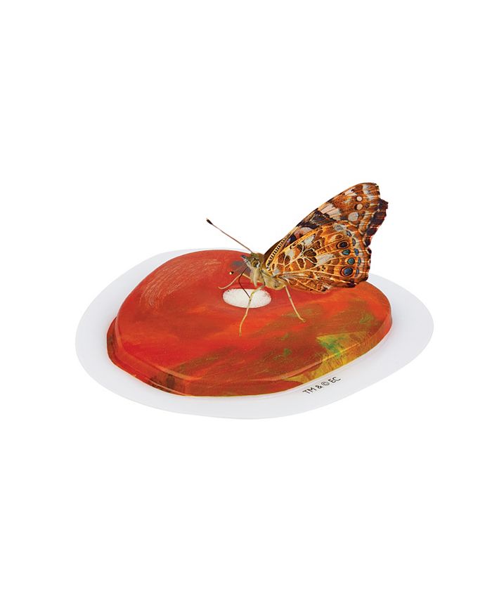 Insect Lore STEM Educational Butterfly Life Cycle Growing Kit Macy's