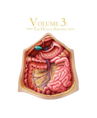 MasterPieces Puzzles Genius Games Dr. Livingston's Human Anatomy Jigsaw Puzzles - The Human Abdomen