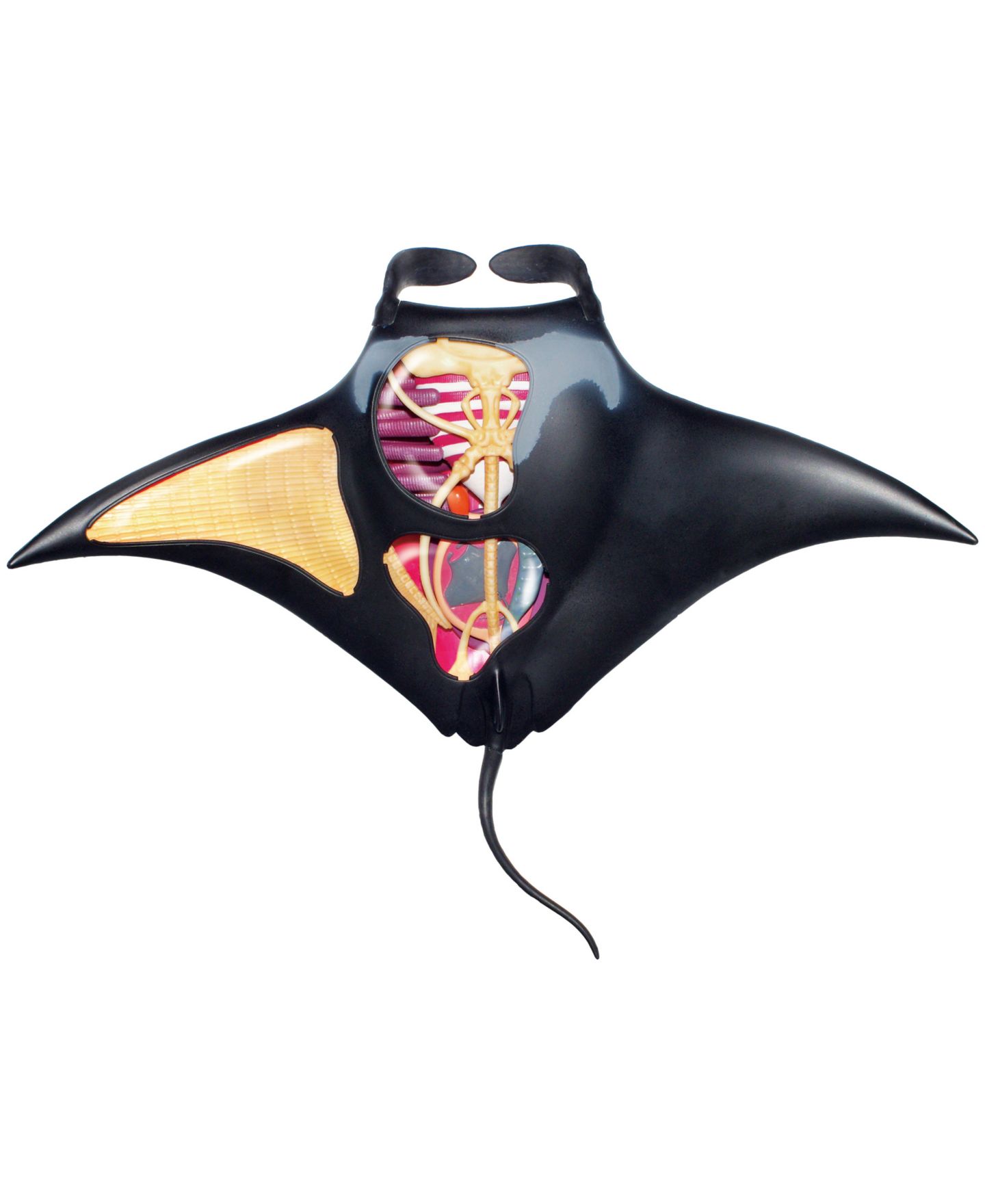 Детские игрушки Areyougame 4D Vision Manta Ray 29-Piece Anatomy Model, Ages 8+ — фото 3
