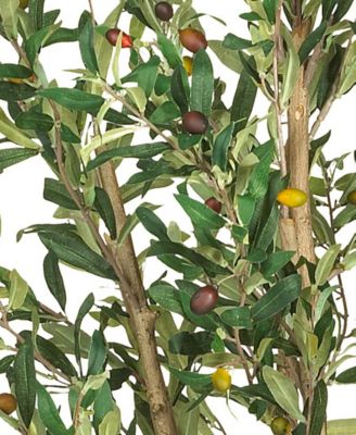 5' Olive Tree