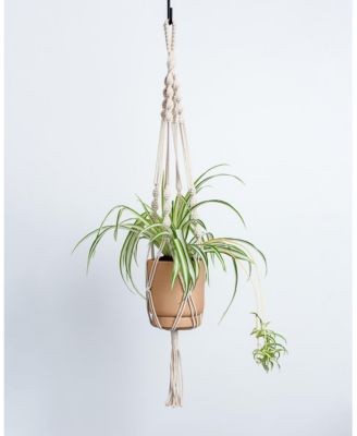 Greendigs - Live Spider Plant in 5" Pot & Macrame Hanger