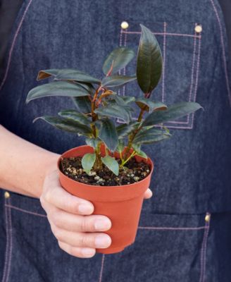 Ficus Elastica 'Burgundy' Live Plant, 4" Pot