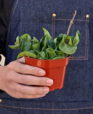 Hoya Rope Live Plant, 4" Pot