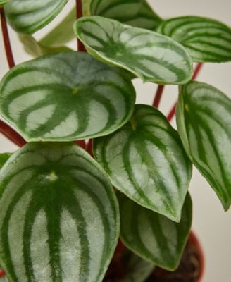 Peperomia Watermelon Live Plant, 4" Pot