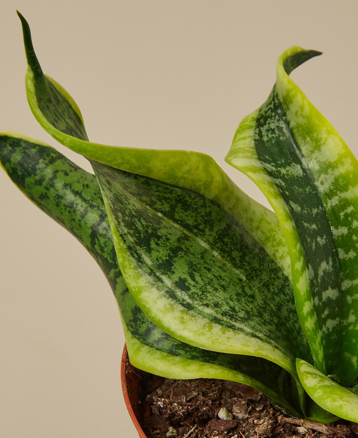 House Plant Shop Snake Plant Twist Live Plant, 4" Pot In No Color