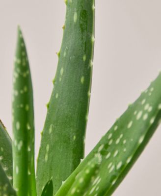 Aloe Vera Live Succulent, 4" Pot