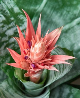 Bromeliad 'Silvervase' Live Plant, 6" Pot