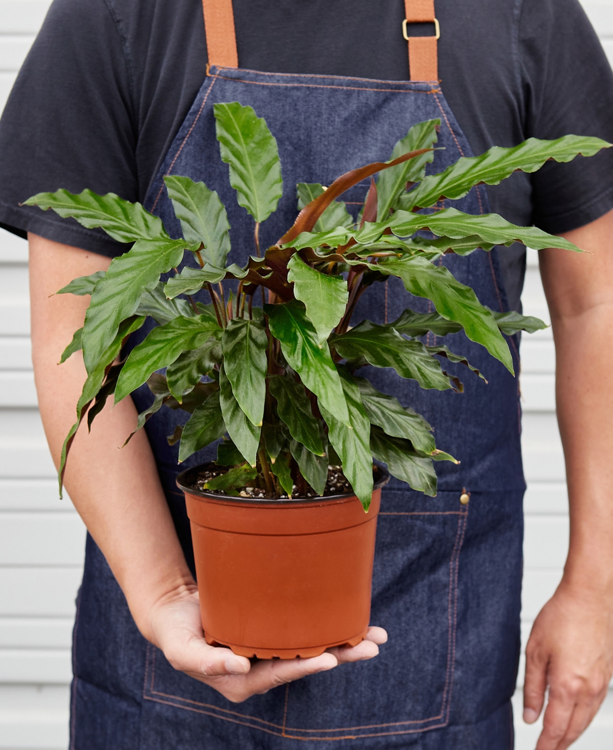 House Plant Shop Calathea Rufibarba 'furry Feather' Live Plant, 6" Pot In No Color