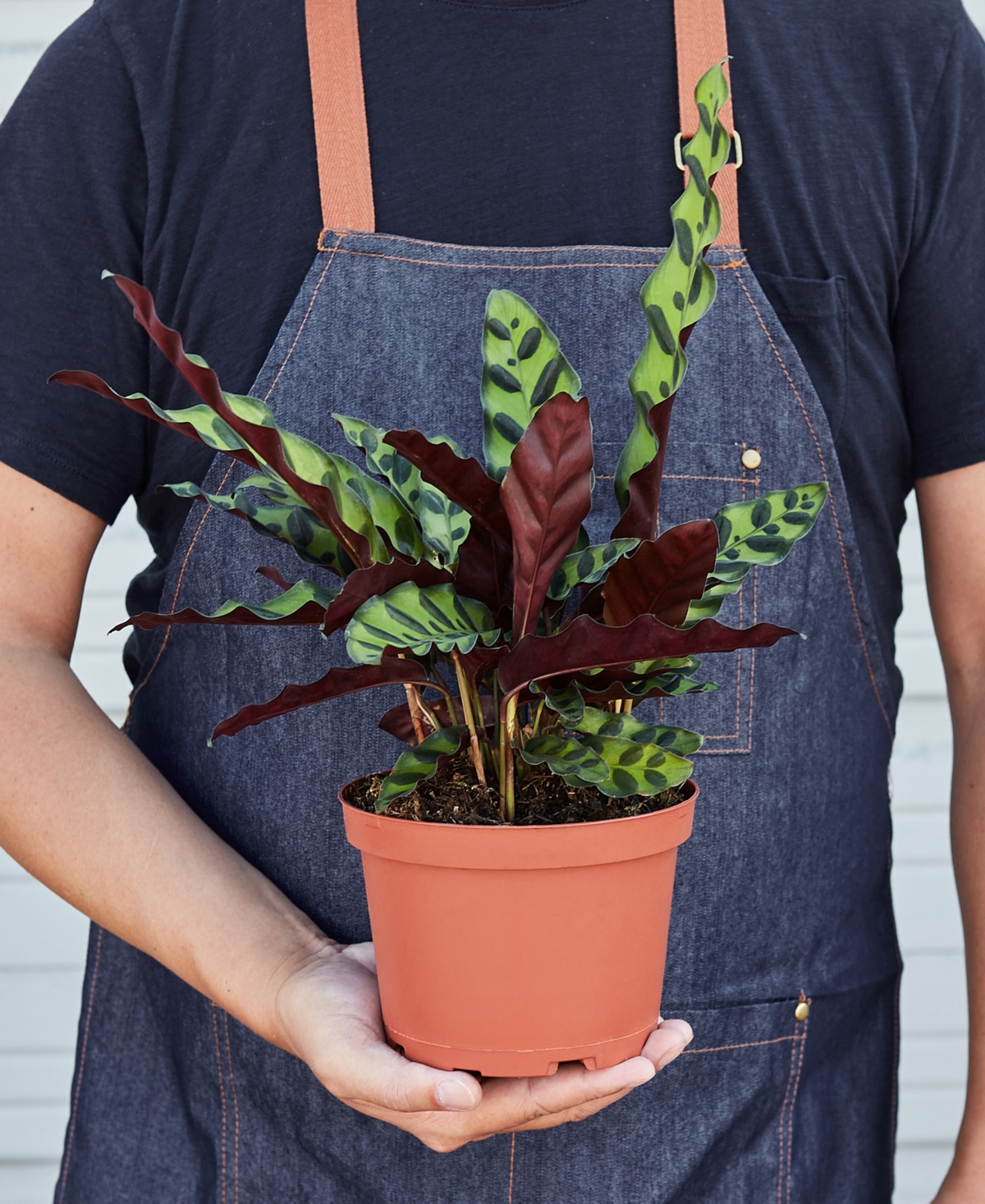 House Plant Shop Calathea Lancifolia 'rattlesnake' Live Plant, 6" Pot In No Color