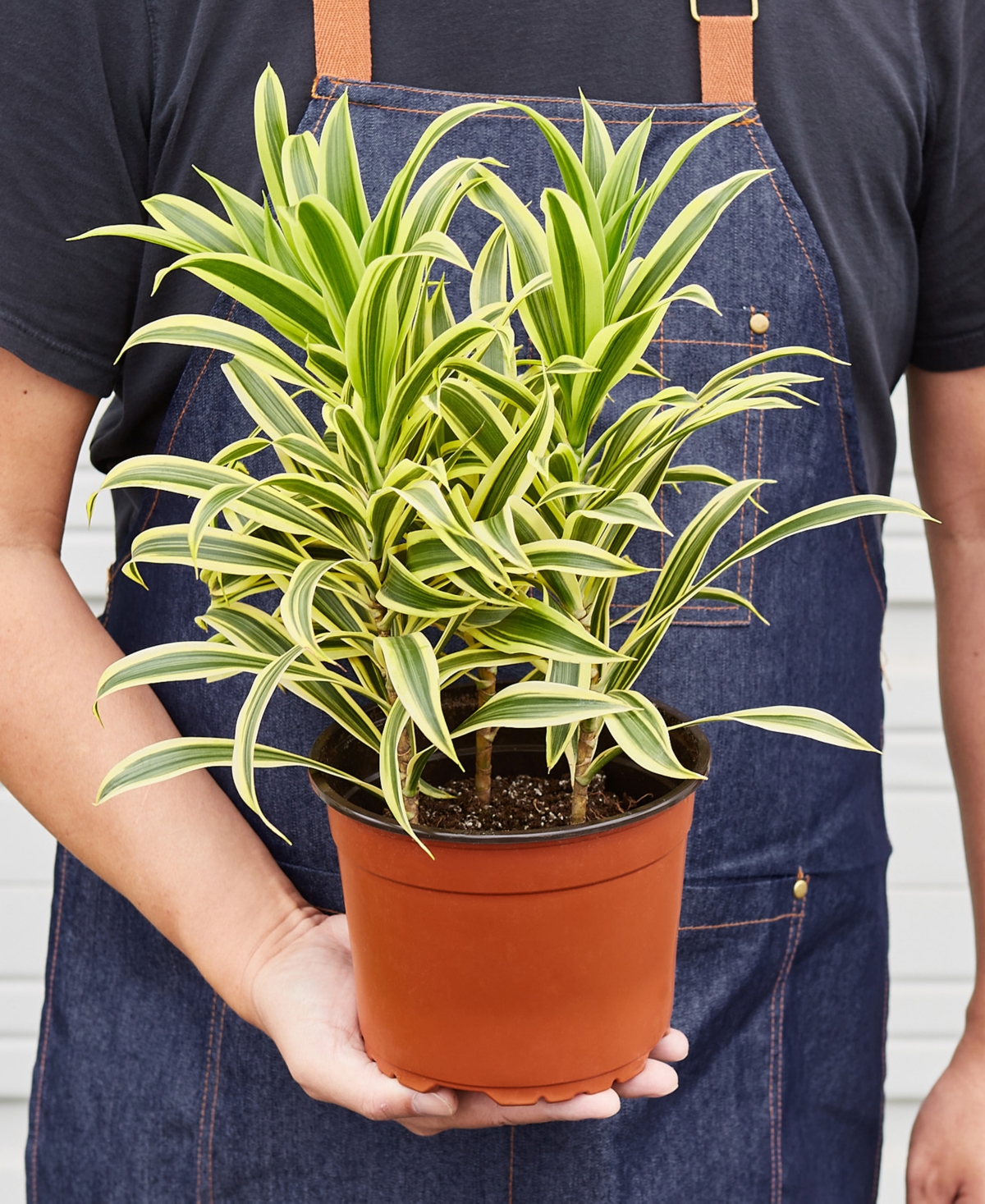 House Plant Shop Dracaena 'song Of India' Live Plant, 6" Pot In No Color
