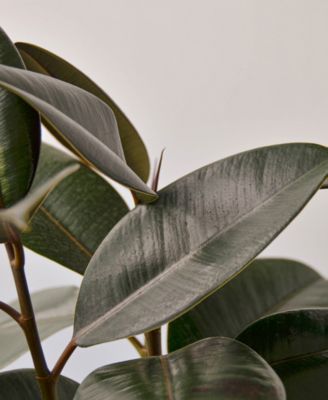 Ficus Elastica 'Burgundy' Live Plant, 6" Pot