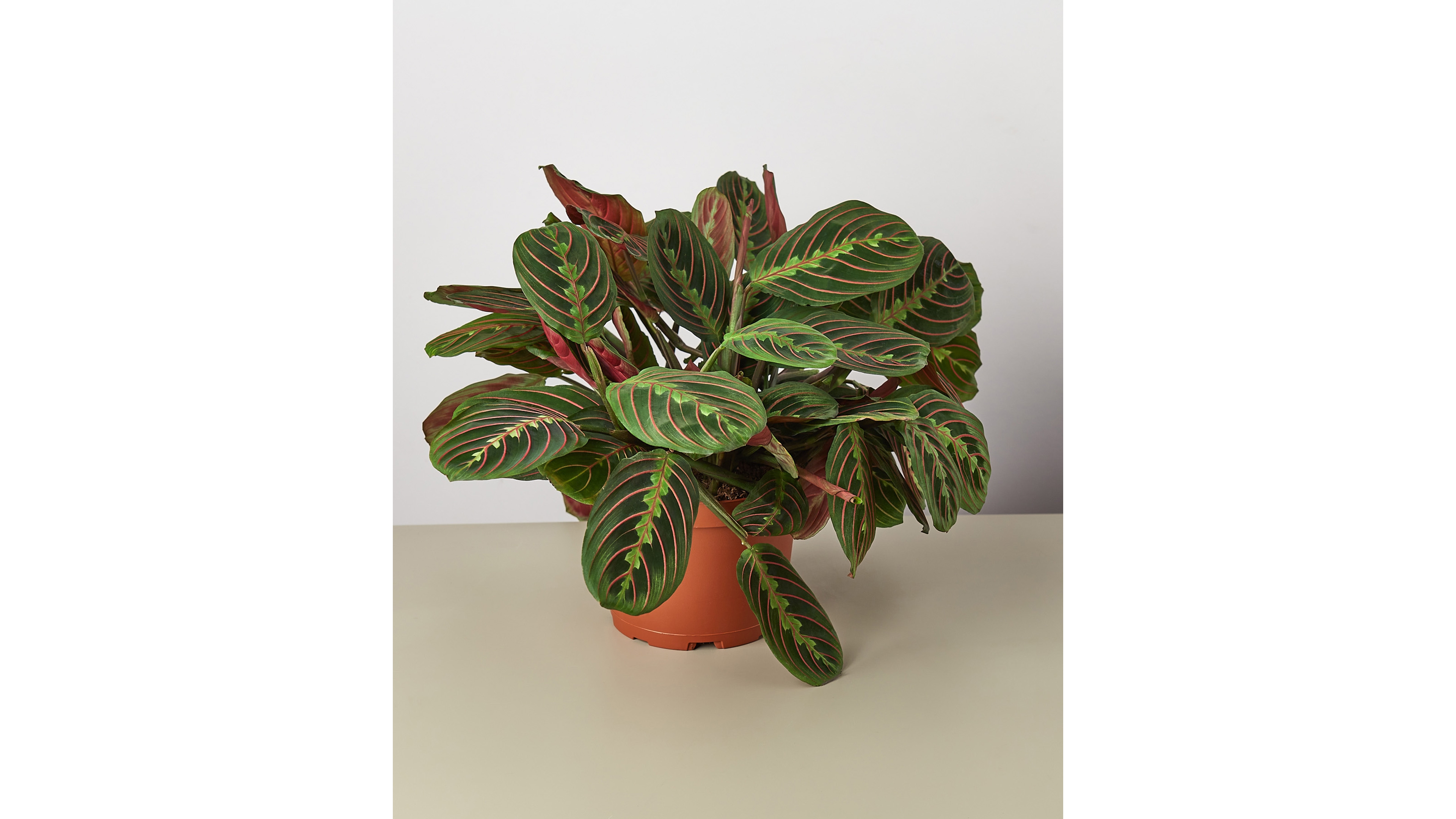 Maranta Red Prayer 'Herringbone' Live Plant, 6" Pot