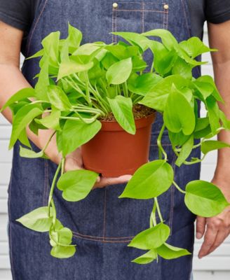 Pothos 'Neon' Live Plant, 6" Pot