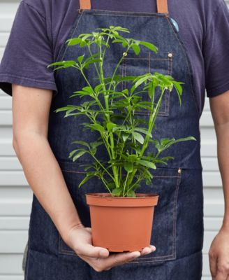 Schefflera Arboricola 'Umbrella Plant' Live Plant, 6" Pot