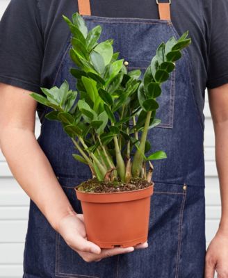Zamioculcas Zamiifolia 'ZZ' Live Plant, 6 Pot