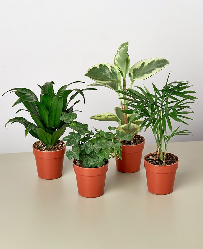 House Plant Shop Tropical Mini Live House Plants, Pack of 4 Macy's