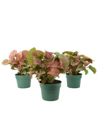 National Plant Network