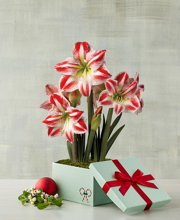 Harry & David Holiday Candy Cane Live Amaryllis Double Macy's