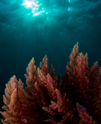 Clé de Peau Beauté The Serum, 0.1 oz.