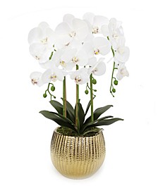 Orchid Plant in Round Hammered Vase