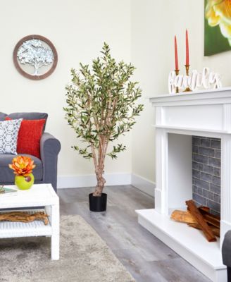 5' Olive Tree