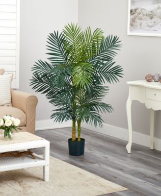 5' Golden Cane Palm Tree