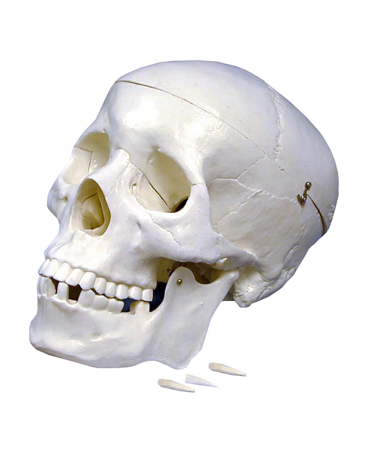Supertek Kids' Plastic Human Skull Model In White