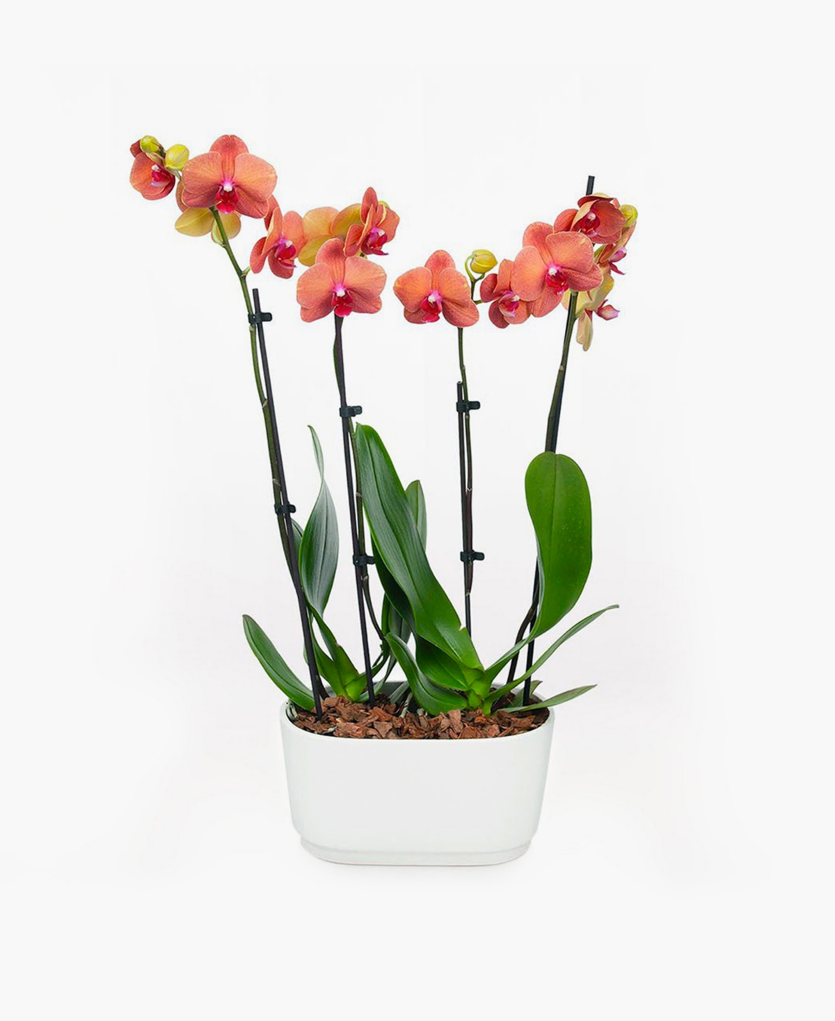 Barcelona Orchid Duo Live Plant
