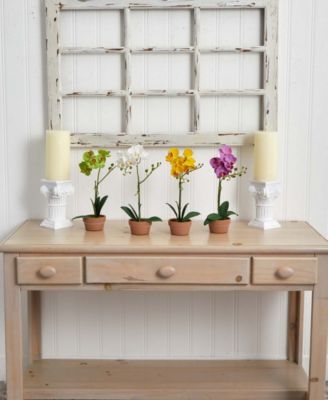 4-Pc. Phalaenopsis Orchid Set with Clay Vases