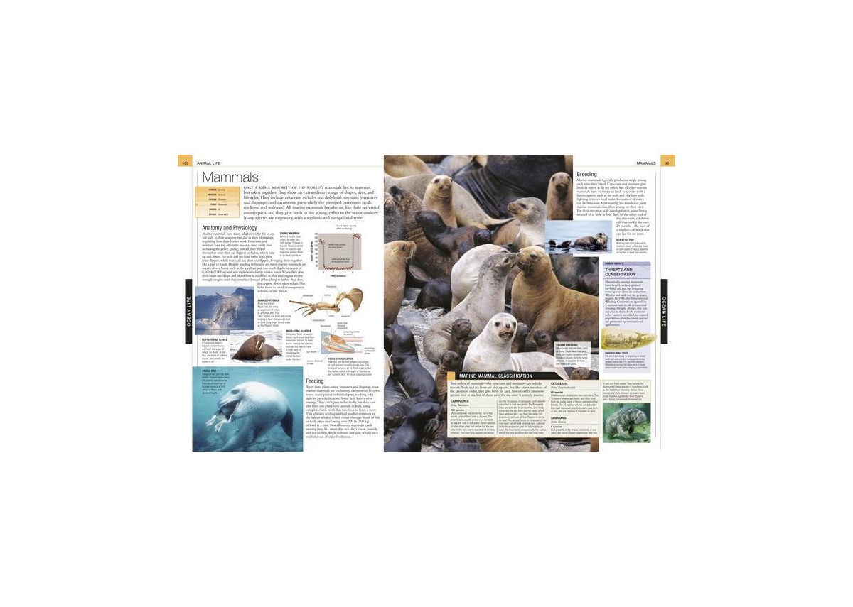 Ocean, New Edition by Dk
