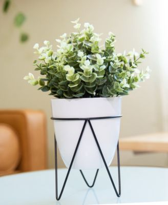 Eucalyptus in Wh Pot in Bk Stand, 12"