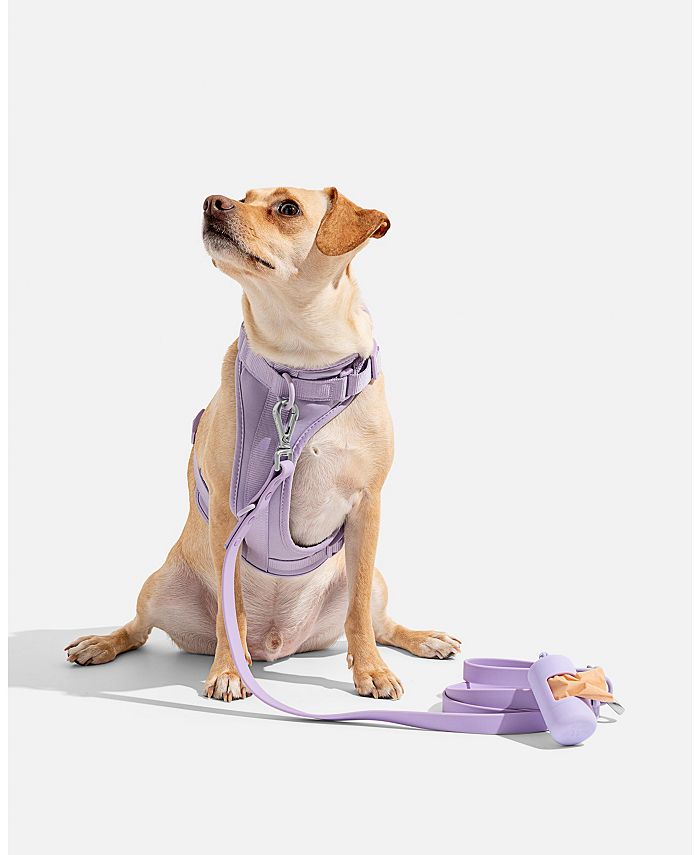 Wild One Harness for Dogs Macy's