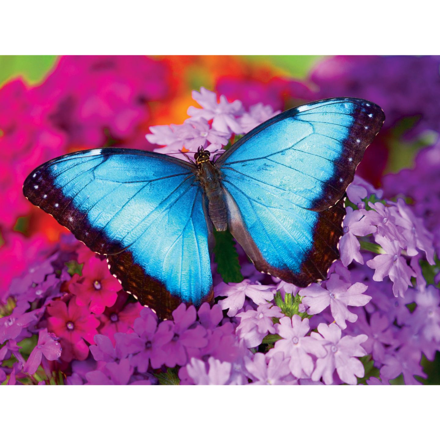 Детский пазл MasterPieces Puzzles Iridescence Butterfly 550-Piece Jigsaw Puzzle, Ages 10+, цвет: Разноцветный — фото 2