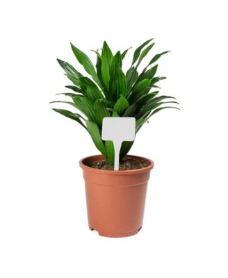 DPIHTL510 Plastic White T-Stakes, 5.5" H - Qty. 10