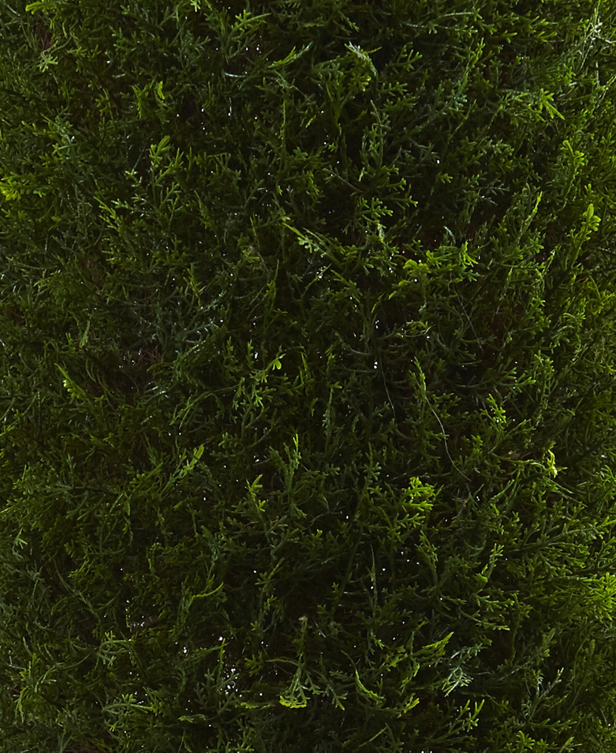 Nearly Natural Cypress Tree Uv Resistant