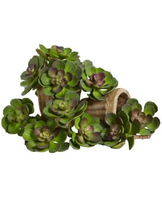 Nearly Natural - 5" Echeveria Succulent Plant, Set of 12