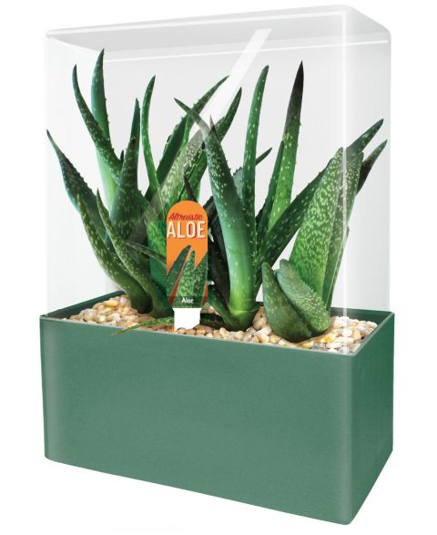 Детские игрушки Areyougame Seed Squares Altruistic Aloe Plant Growing Kit, Ages 4+