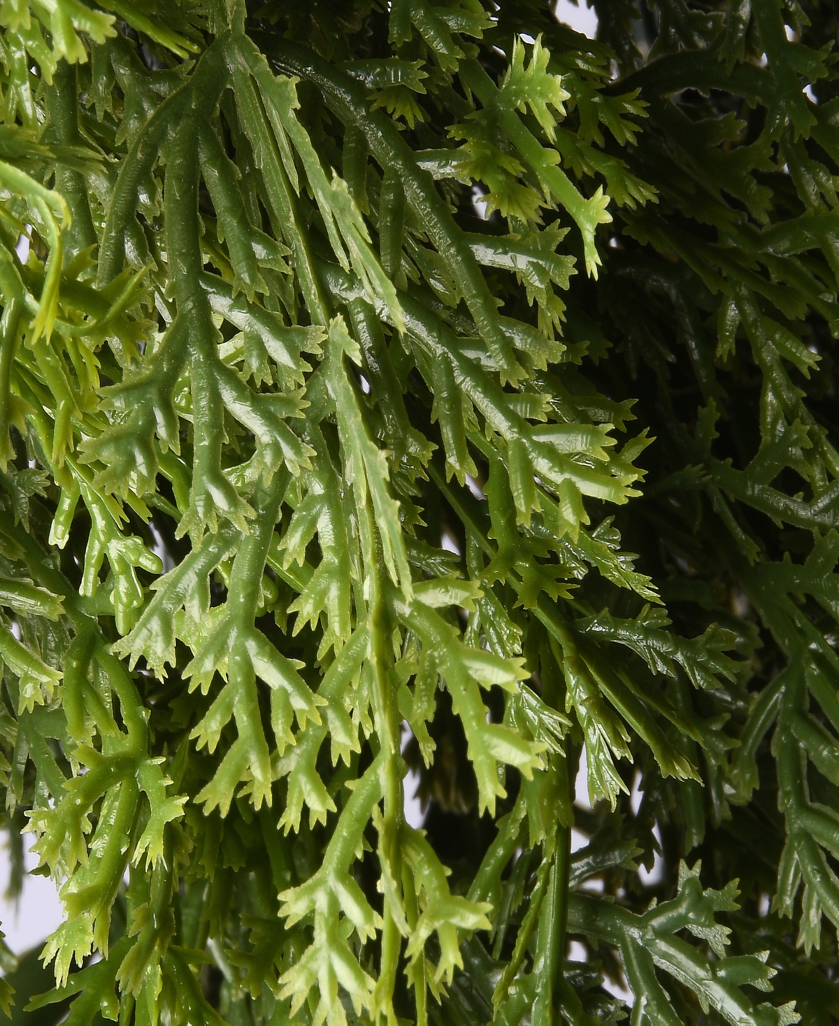 Shop National Tree Company 24" Arborvitae Wreath In Green