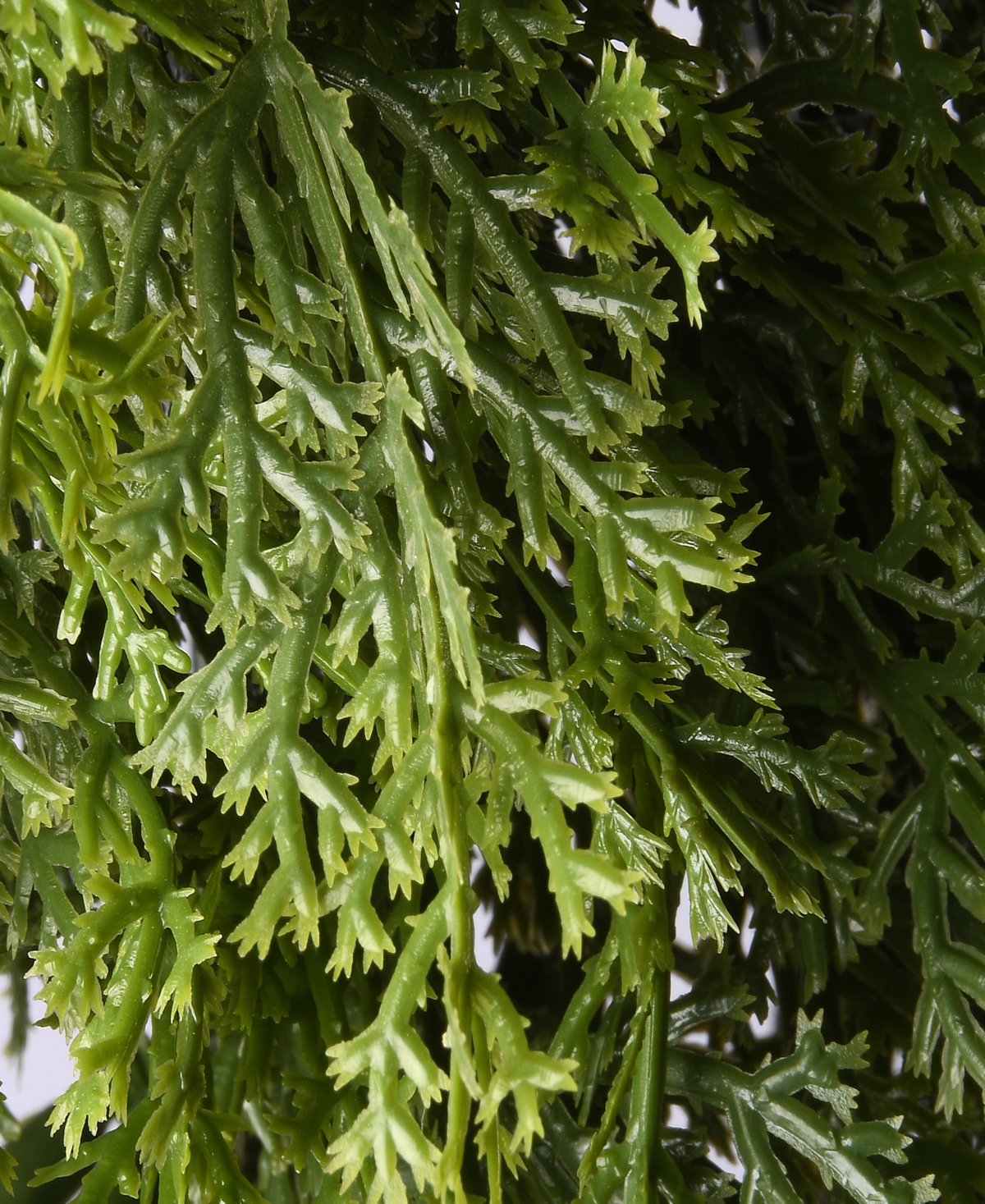National Tree Company 24" Arborvitae Wreath In Green